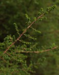 Cliffortia serpyllifolia