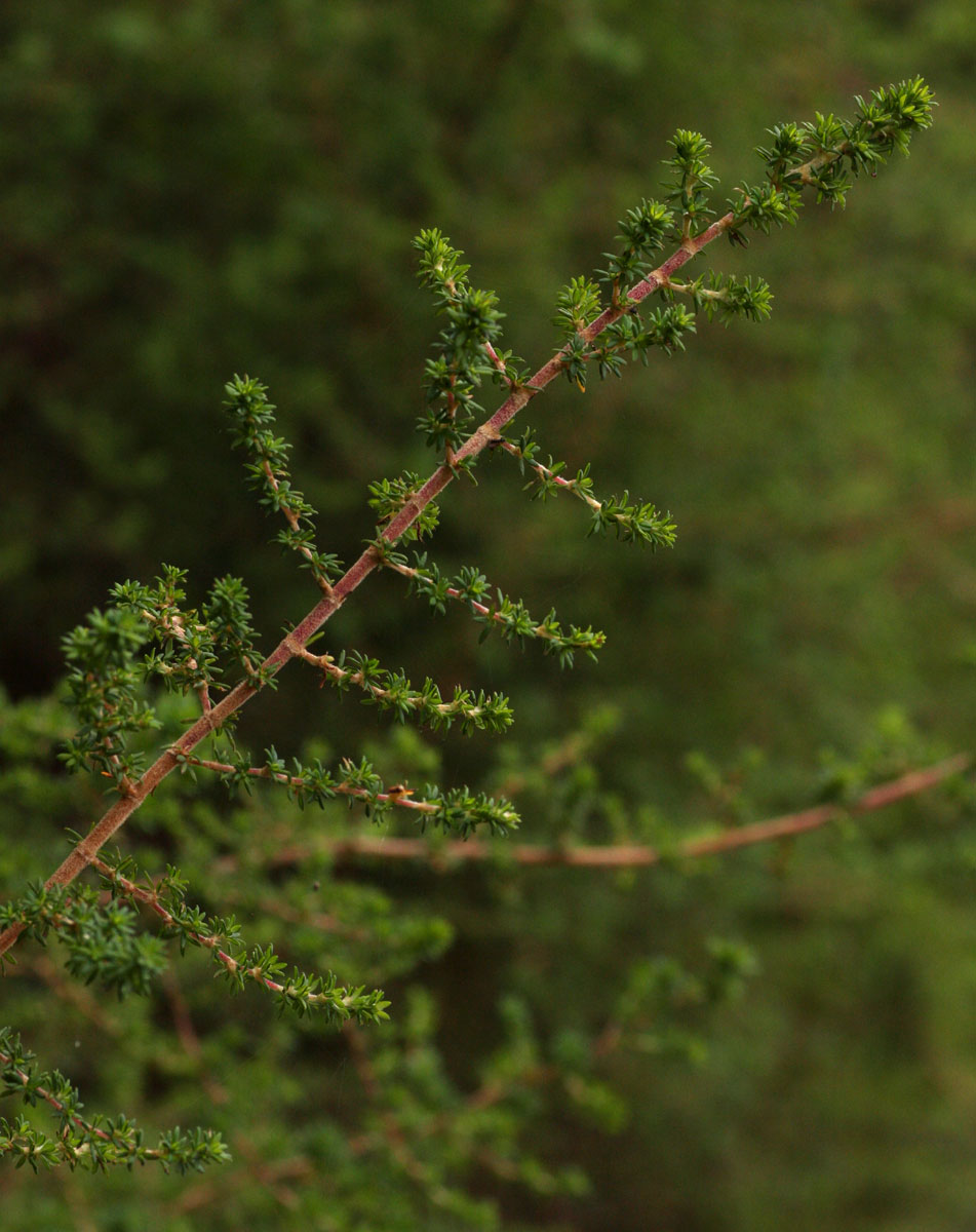Cliffortia serpyllifolia