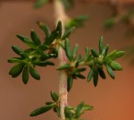 Cliffortia serpyllifolia
