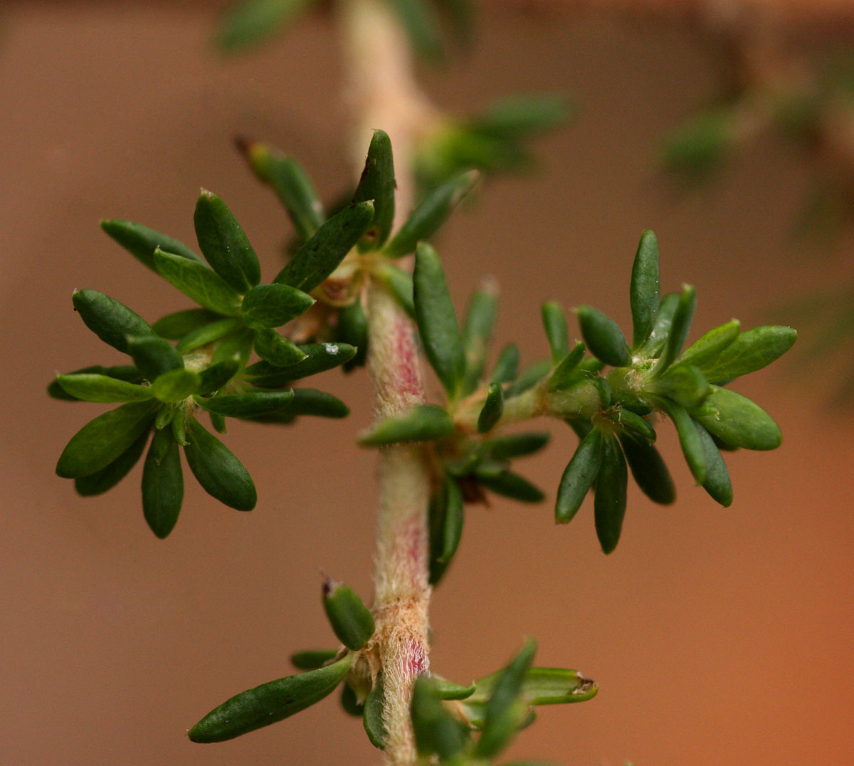 Cliffortia serpyllifolia