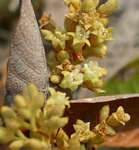 Parinari capensis subsp. capensis