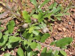 Parinari capensis subsp. capensis