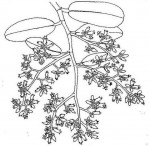 Parinari curatellifolia