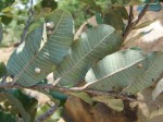 Parinari curatellifolia