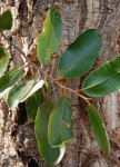 Parinari curatellifolia