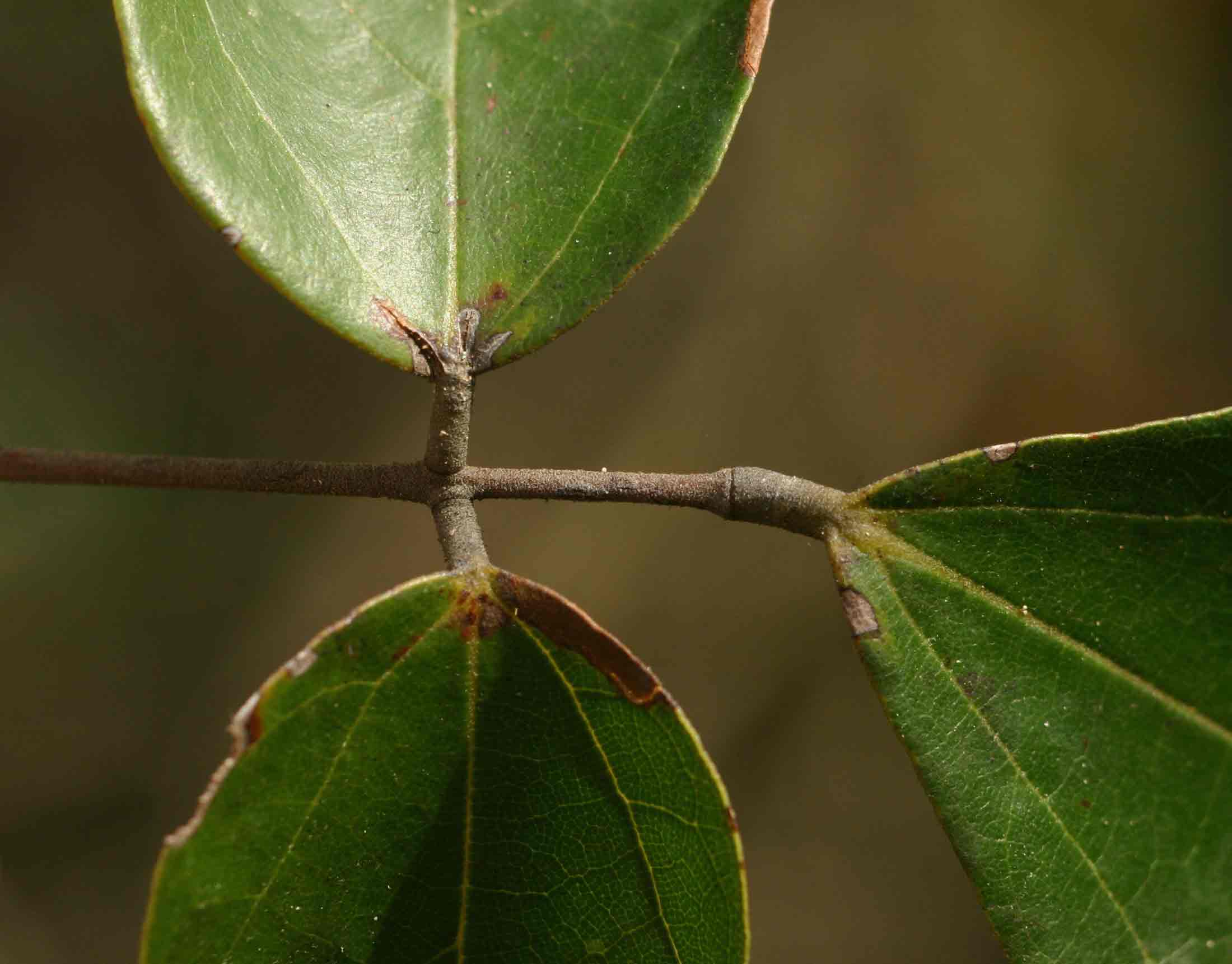 Agelaea pentagyna