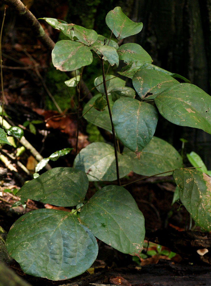 Agelaea pentagyna