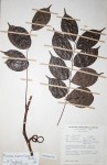Rourea minor