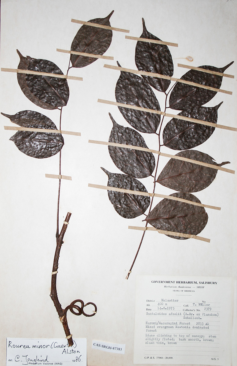 Rourea minor