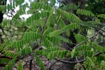 Rourea orientalis