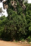Rourea orientalis