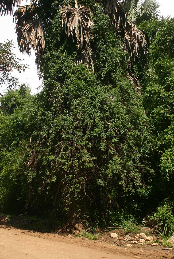 Rourea orientalis