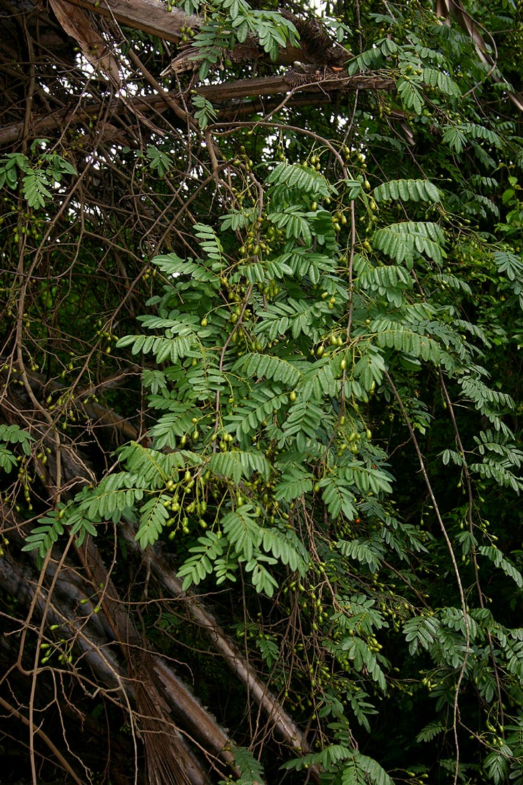 Rourea orientalis