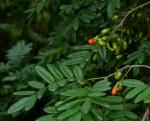 Rourea orientalis