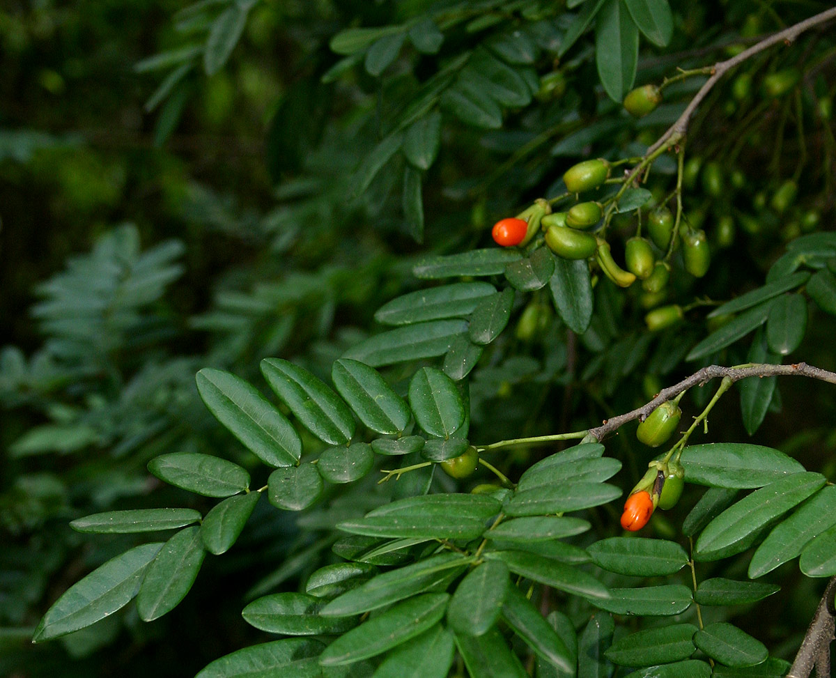 Rourea orientalis
