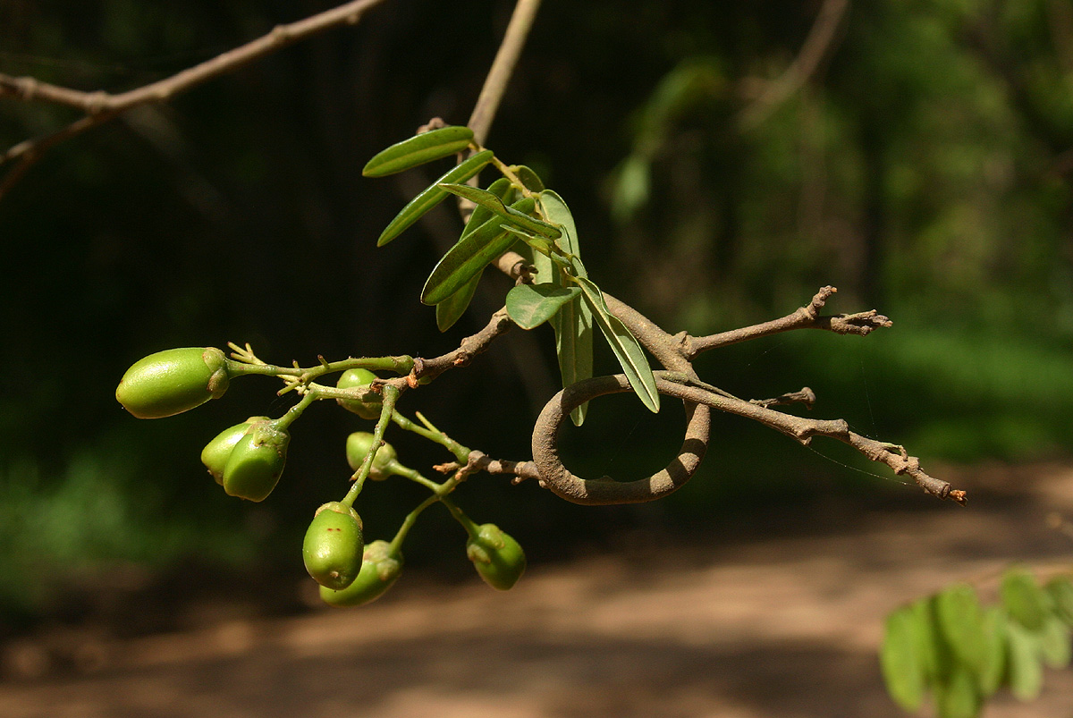 Rourea orientalis