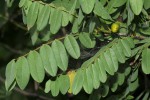 Rourea orientalis