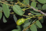 Rourea orientalis