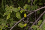 Rourea orientalis