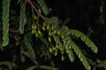 Rourea orientalis