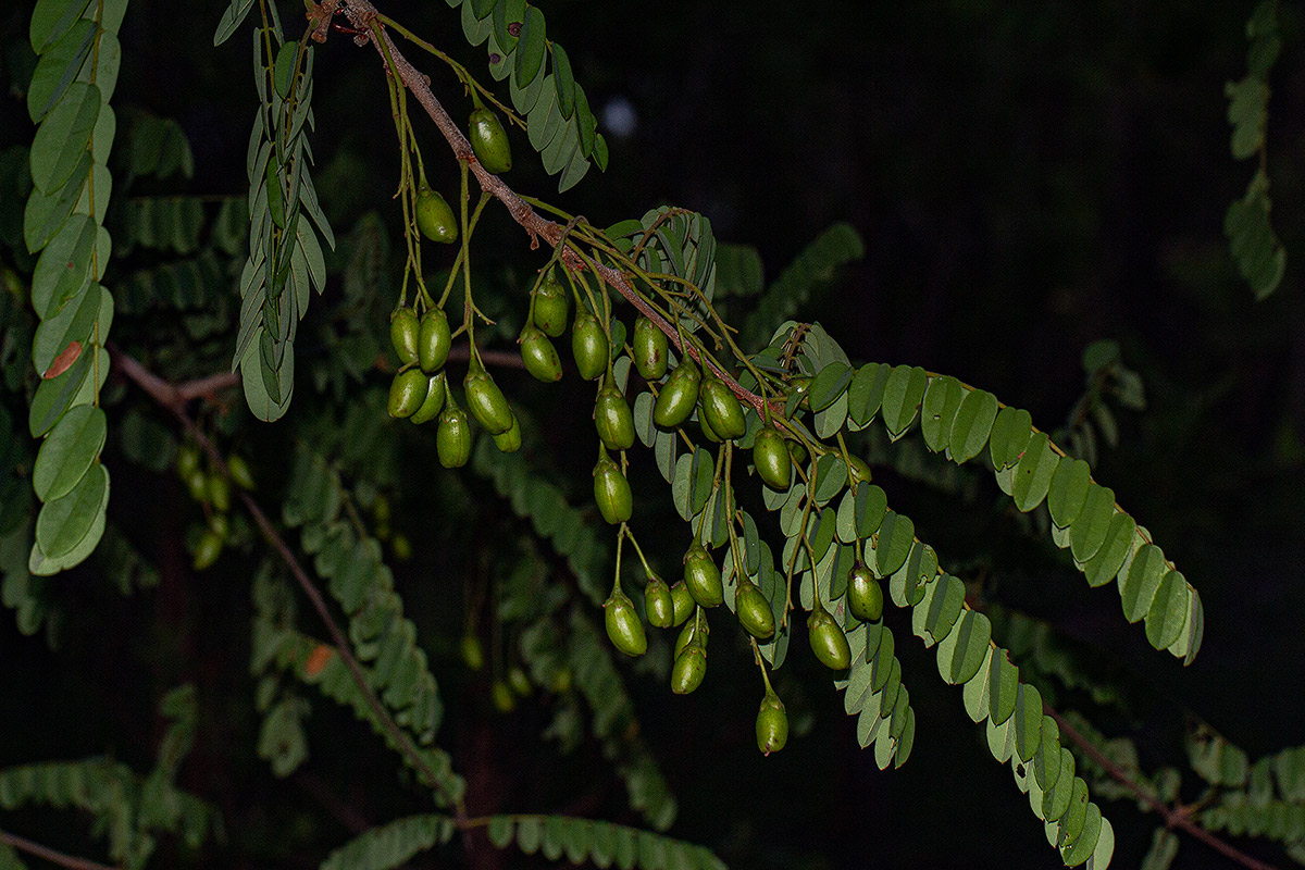 Rourea orientalis