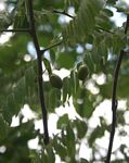 Rourea orientalis