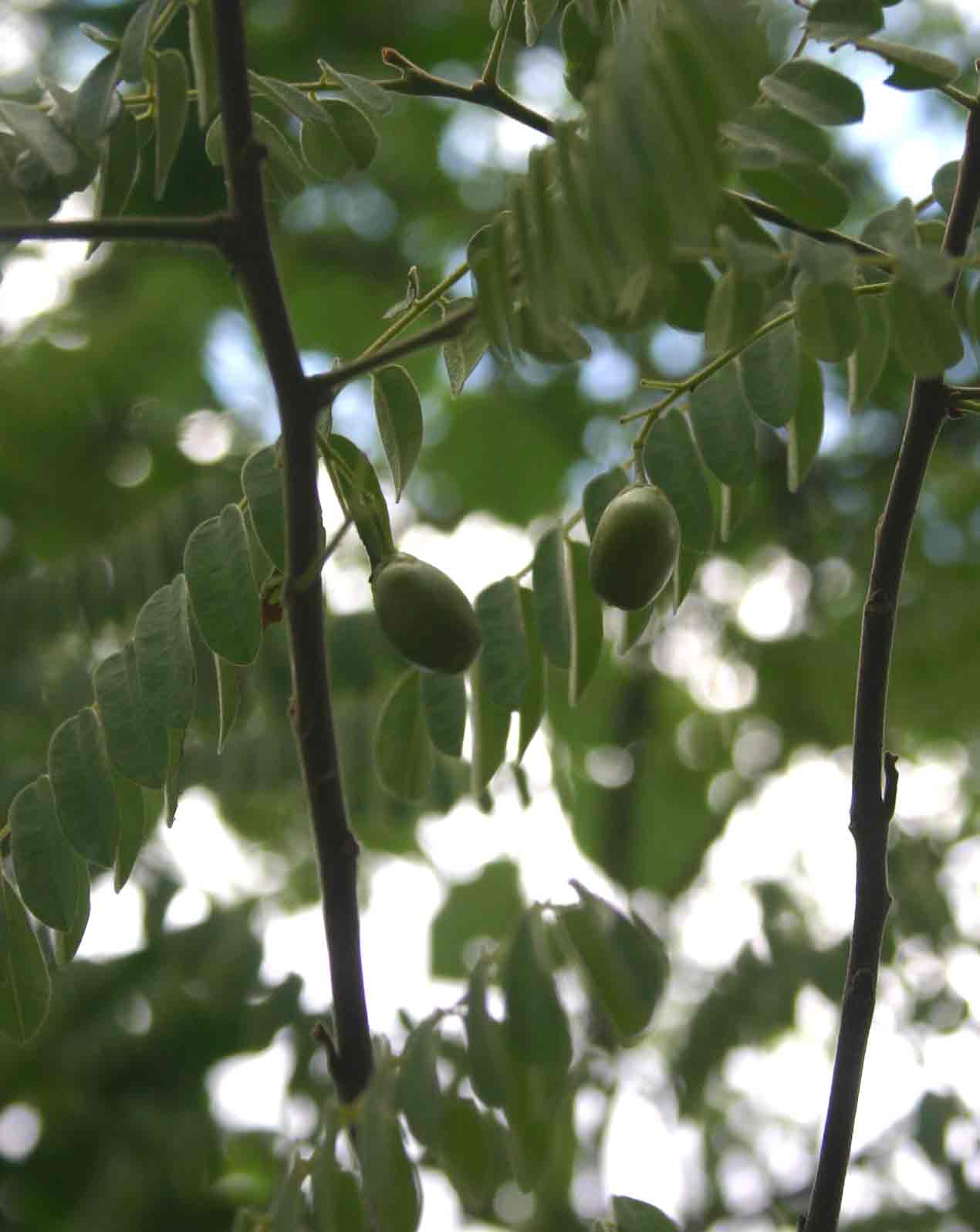 Rourea orientalis