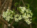 Rourea orientalis