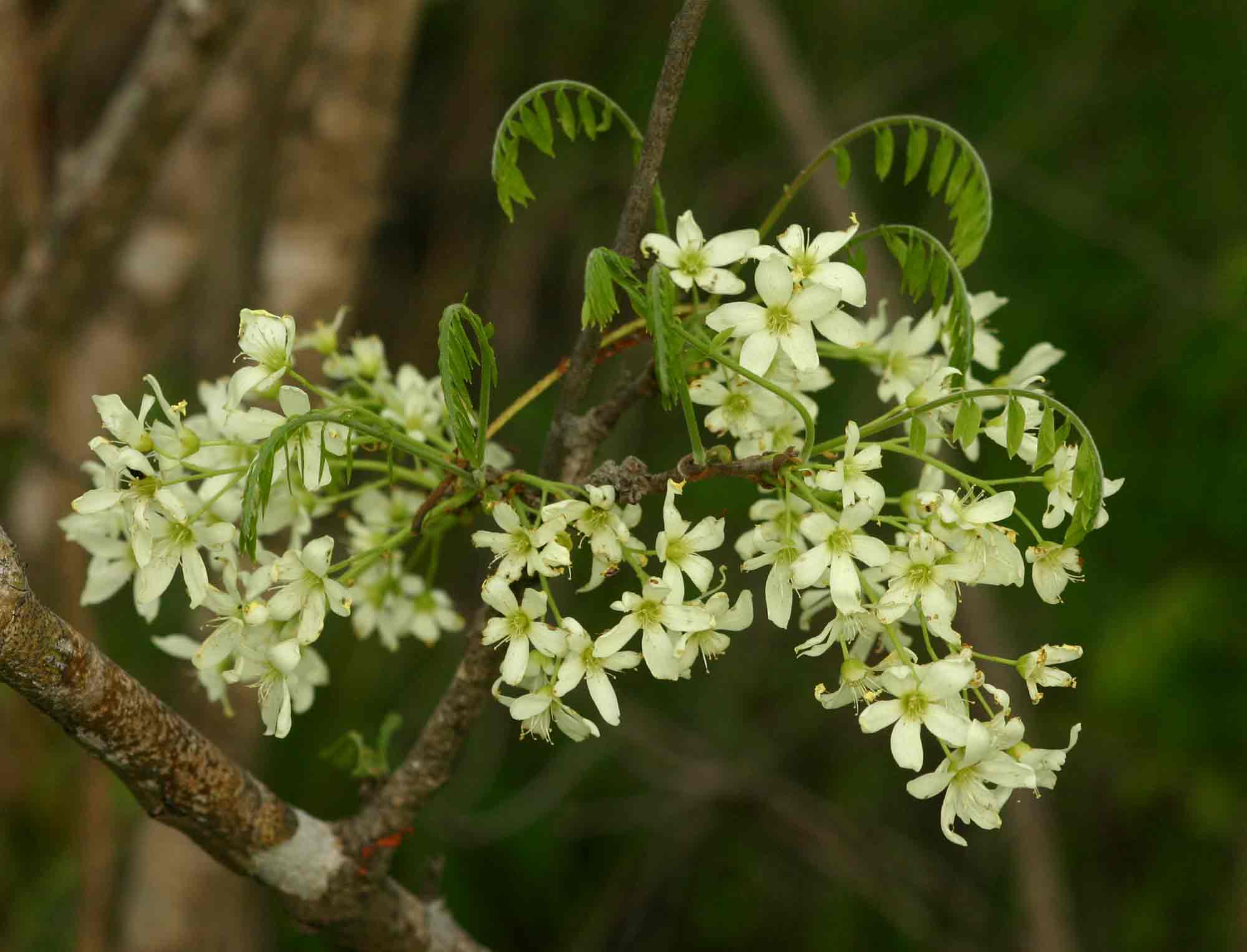 Rourea orientalis