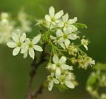 Rourea orientalis