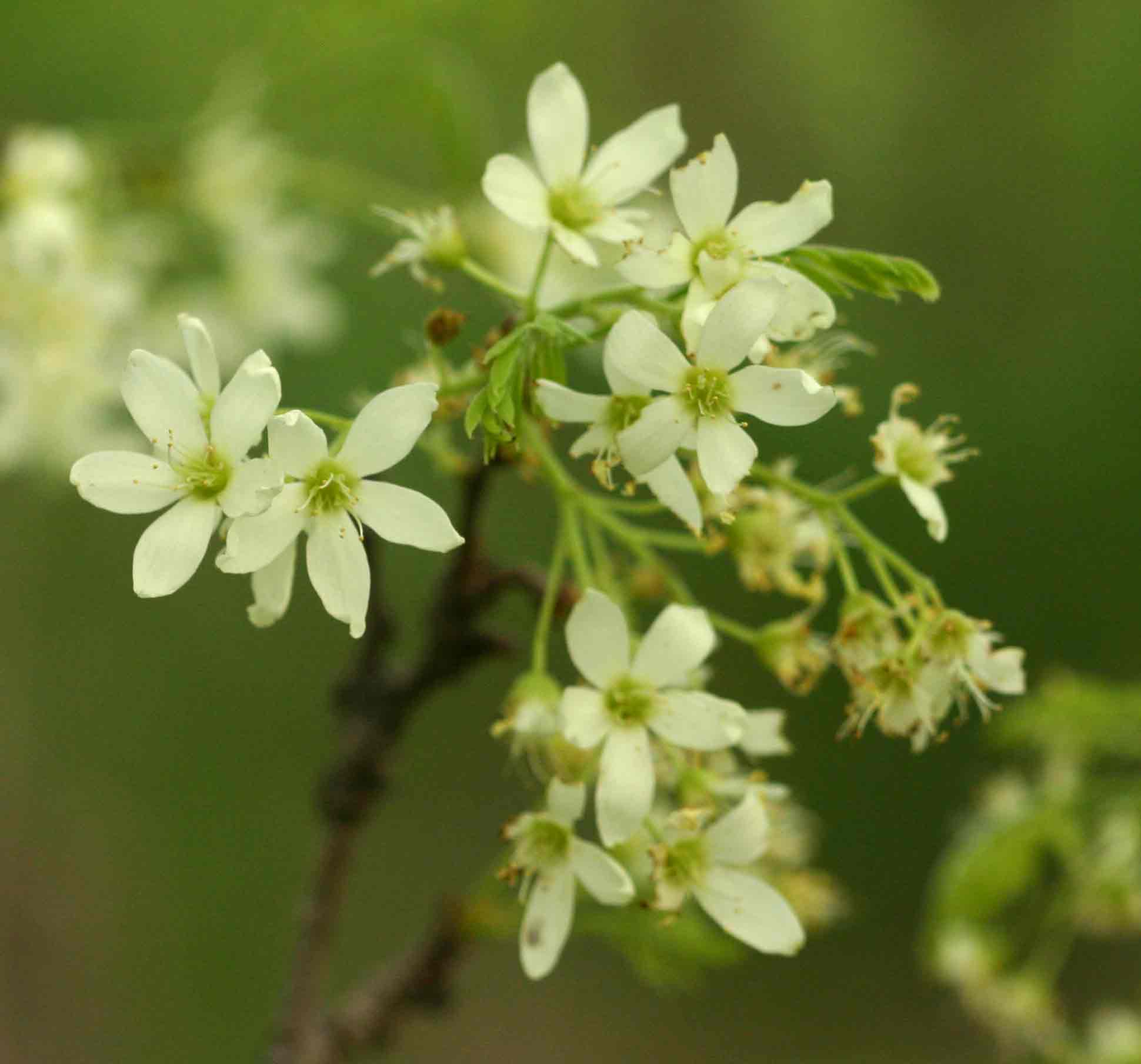 Rourea orientalis