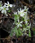 Rourea orientalis