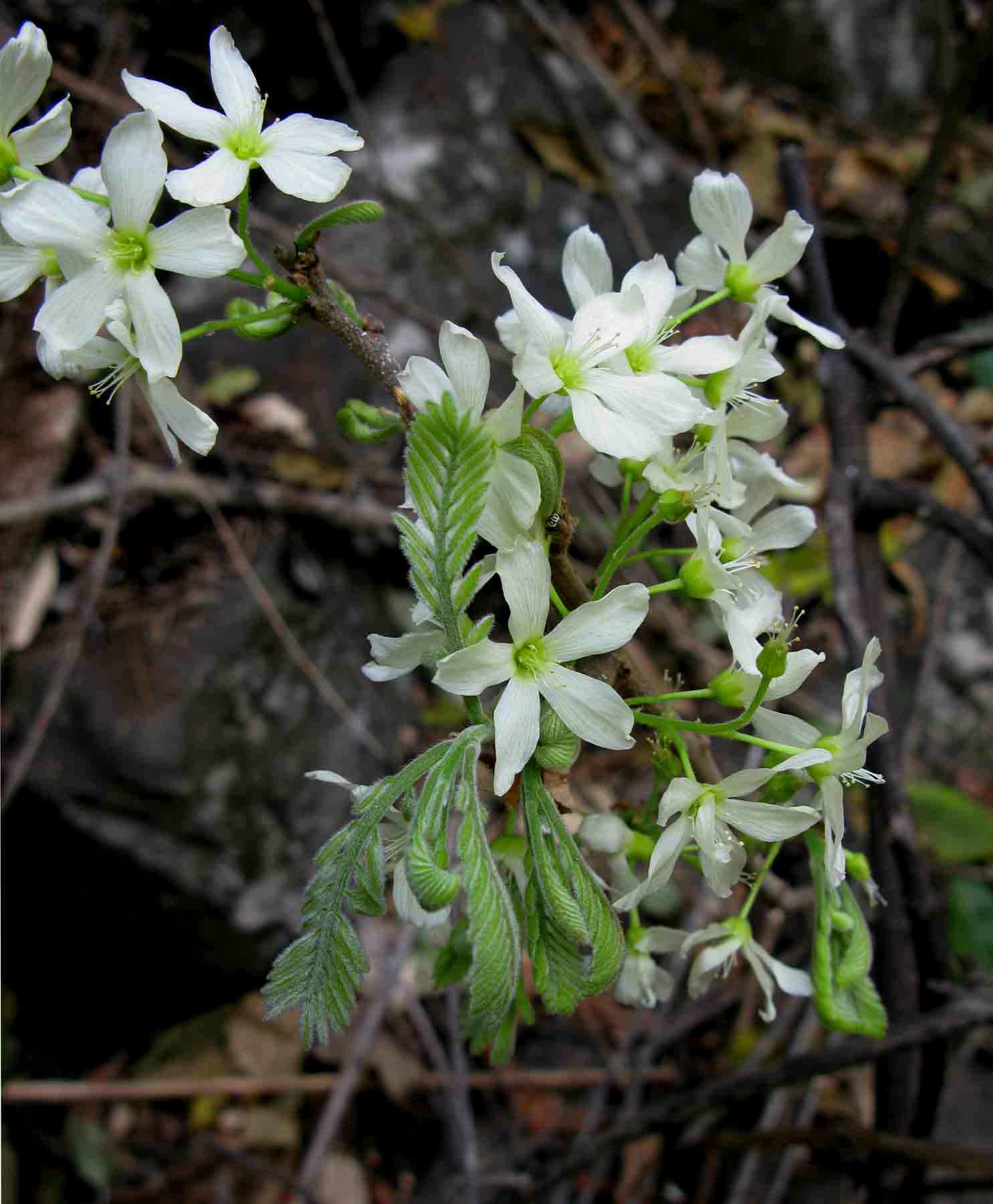 Rourea orientalis