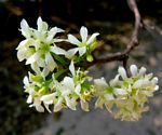 Rourea orientalis