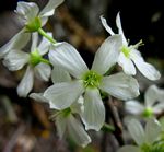 Rourea orientalis
