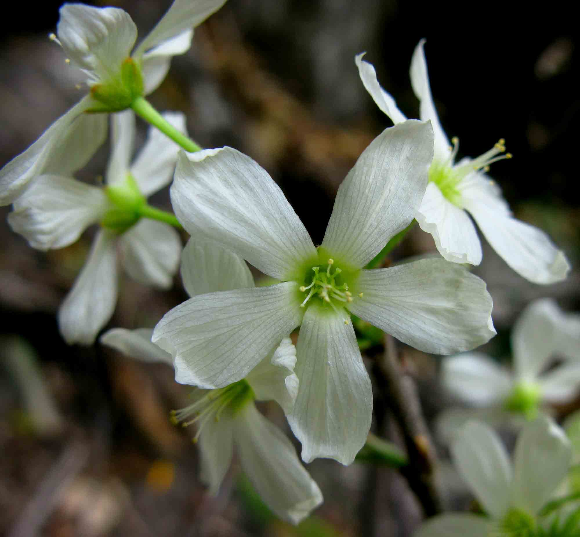 Rourea orientalis