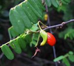 Rourea orientalis