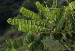Rourea orientalis