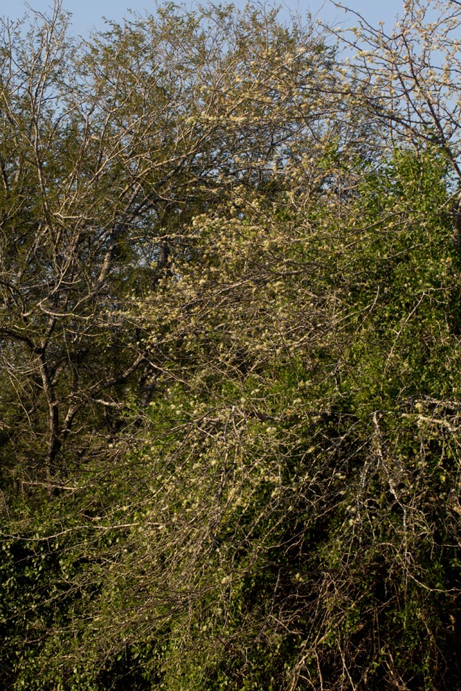 Albizia anthelmintica