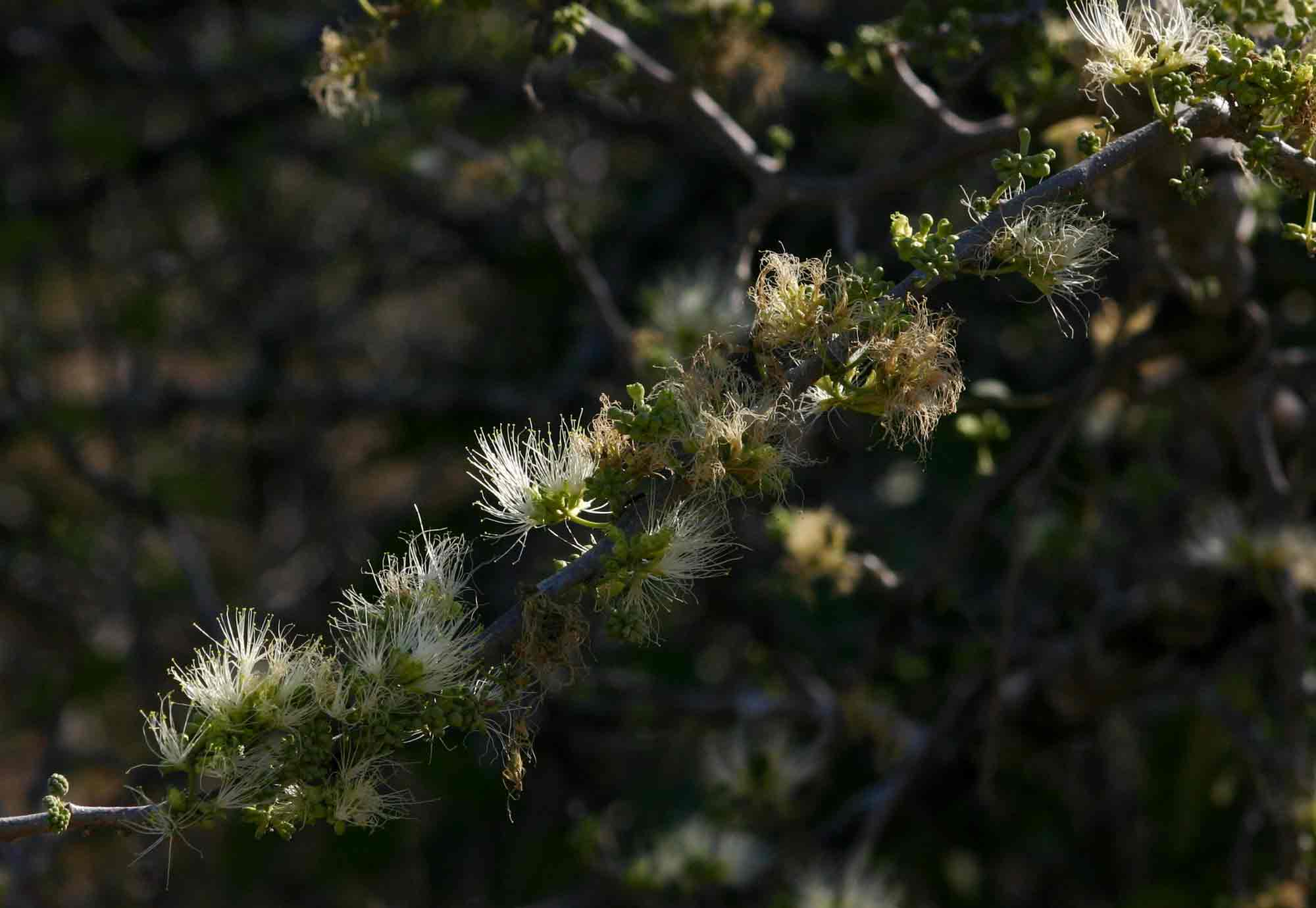 Albizia anthelmintica