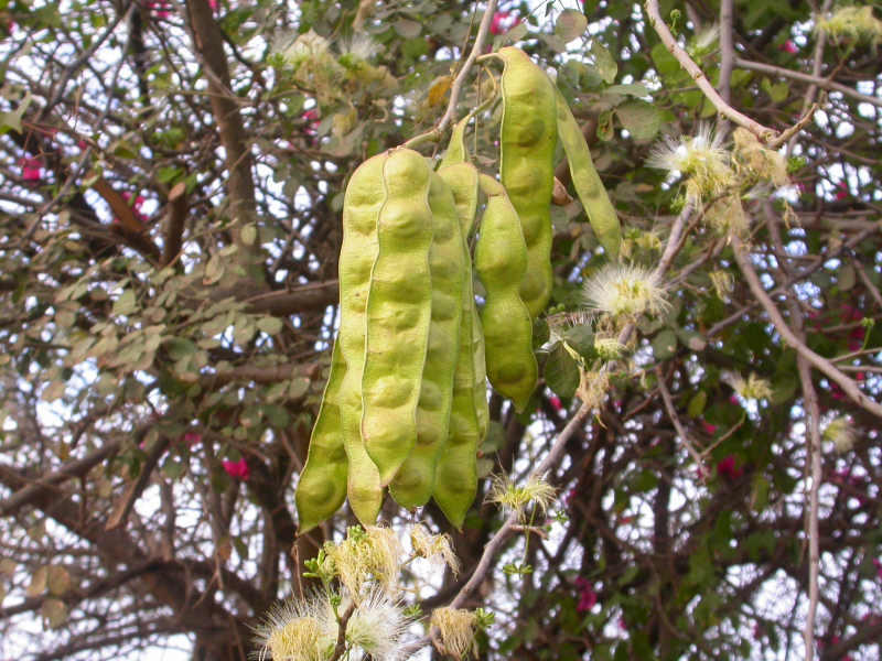 Albizia anthelmintica