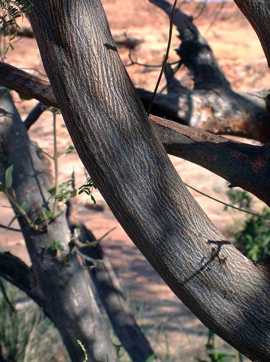Albizia brevifolia