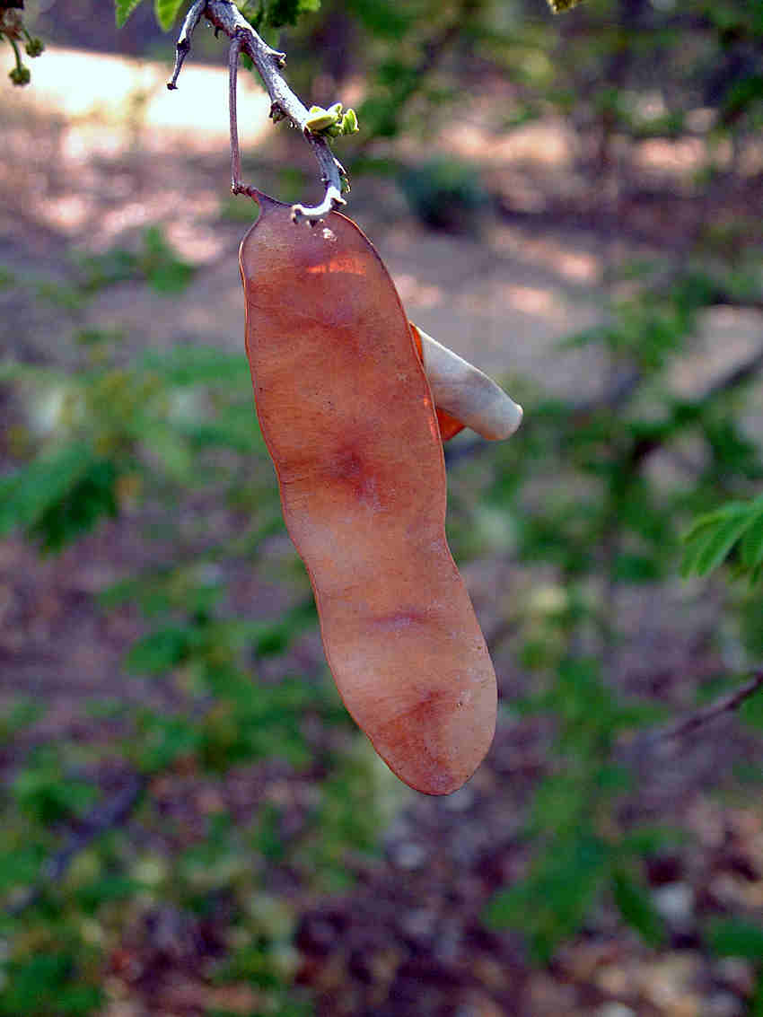 Albizia harveyi