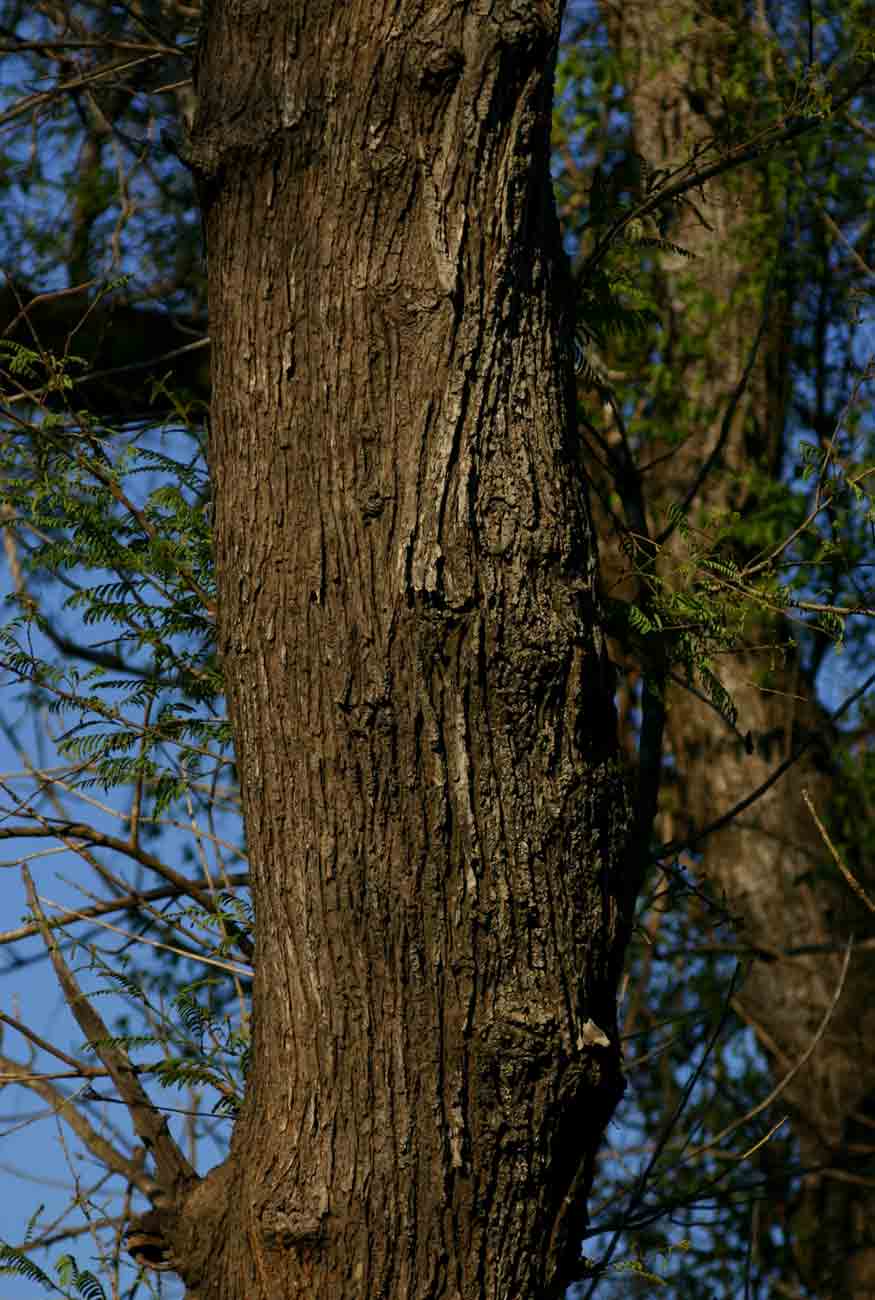 Albizia harveyi