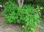 Euphorbia goetzei