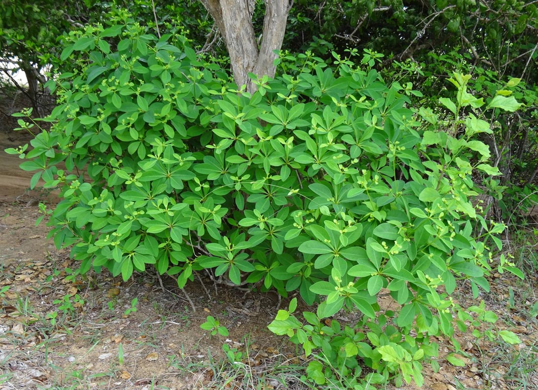 Euphorbia goetzei