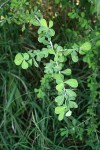Euphorbia cuneata subsp. cuneata