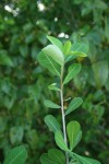 Euphorbia cuneata subsp. cuneata