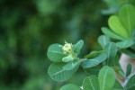 Euphorbia cuneata subsp. cuneata