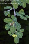 Euphorbia cuneata subsp. cuneata